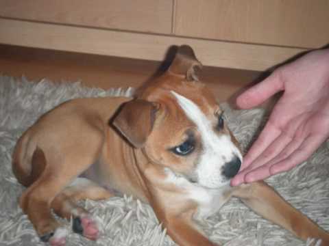 SBT Staffordshire Bull Terrier