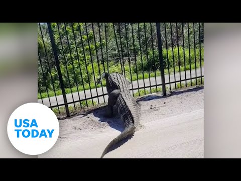 Metal fence stands no chance against fleeing gator in Florida | USA TODAY