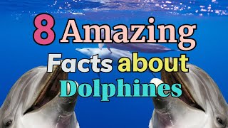 Top 8 Amazing Facts About Dolphins
