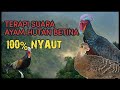 Terapi Suara Betina Ayam Hutan Hijau untuk memanggil Pejantan