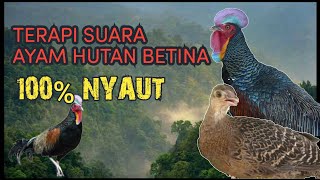 Terapi Suara Betina Ayam Hutan Hijau untuk memanggil Pejantan