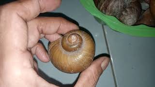 Mencari Siput Keong Dimalam hari Wadidaw.... #snail