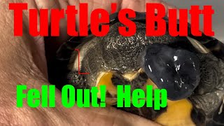 Let’s Save This Turtles Life! Prolapsed Cloaca Rectum and Pene! Not good! by New England Reptile 3,512 views 3 weeks ago 3 minutes, 37 seconds