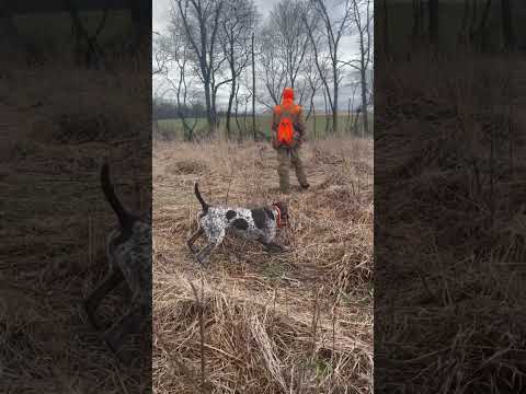 Video: Tekenen dat een hond een kiespijn heeft