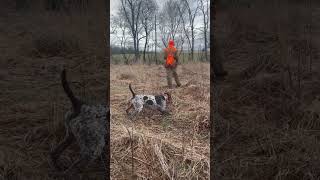 German Shorthair Pointer The pressure is On!! Steady to Wing, Shot & Fall