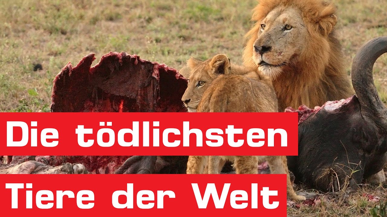 Die Welt Der Tiere Die Welt Der Tiere