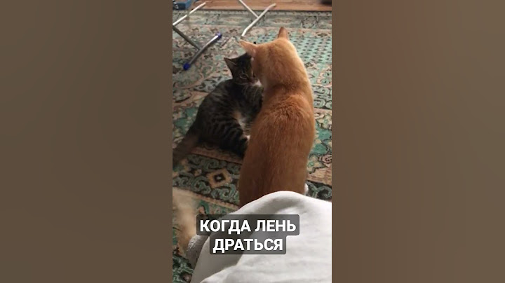 КОТУ СЕМЁНУ ЛЕНЬ ДАЖЕ ДРАТЬСЯ! #shorts