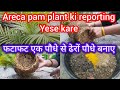 अभी करें एरिका पाम प्लांट कि रिपोर्टिंग /सालभर हरा भरा रहें /एक पौधे से ढेरों पौधे बनाए areca pam/