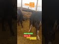 Bursa Geçit Hayvan Pazarı-Satışlarımız Devam Ediyor #dana #kurban