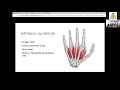 Biomechanics of Hand and Wrist- London Hand and Wrist Course