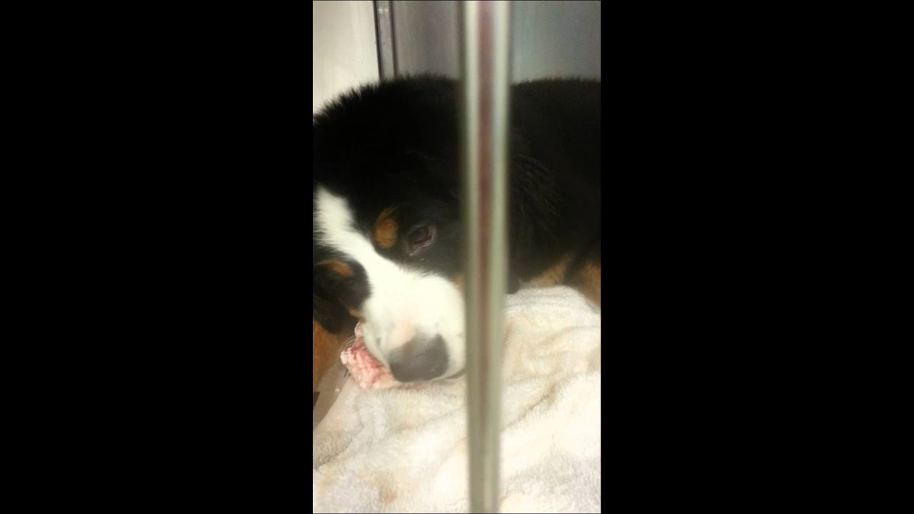 beef brisket bones for dogs