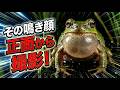 【神回】正面から見たアマガエルの鳴き声が凄すぎる。野生の産卵シーンまで至近距離で完全密着。