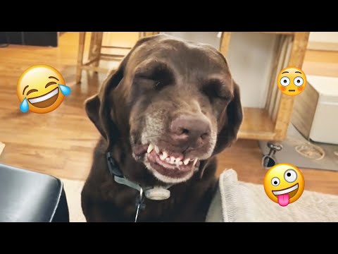 I dare you not to LAUGH at these FUNNY DOGS 😁🦮 - Best Funny Animals Videos 2025 #106