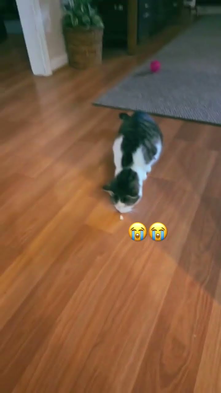 Kittyo offended by the cheese they like what is this hen