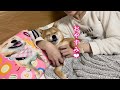 ママの腕まくらで幸せいっぱいな表情で寝る柴犬が可愛い