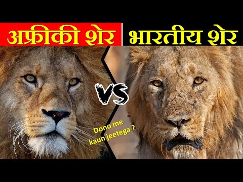 AFRICAN LION VS ASIACTIC LIONS में क्या अंतर है ? AFRICAN LION VS ASIACTIC LIONS में कौन जीतेगा ?