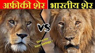 AFRICAN LION VS ASIACTIC LIONS में क्या अंतर है ? AFRICAN LION VS ASIACTIC LIONS में कौन जीतेगा ?