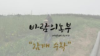 시즌3 참깨 수확 ( 고추 건조 후 참깨 수확 )
