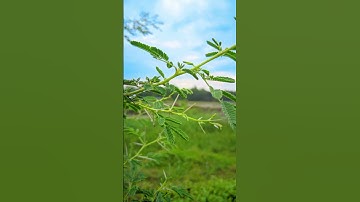 BABAL GACH SHOOT || IN LMC 8.4 APP 🤯👀... #viralshort #shorts #youtubeshorts how to use config file