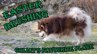 Easter Brushing Goliat the lapphund in Hitra by Foss Dronefoto 180 views 2 years ago 4 minutes, 19 seconds