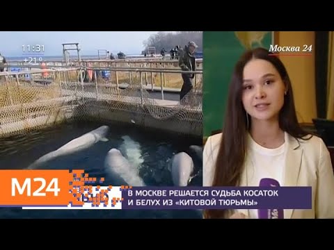 Мария кожевина москва 24 Мария кожевина москва 24