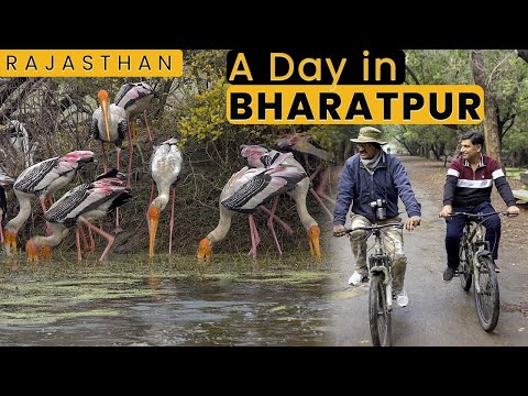 Bharatpur Bird Sanctuary | Famous kachori | Apna Ghar | Street Food | Rajasthan