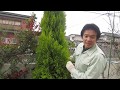 コニファーのコンパクト剪定第２弾。剪定時第１弾動画あり。