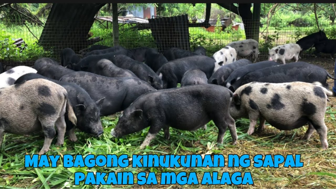 Update sa mga alaga at pag harvest ng probiotic, review sa pagsangkap ng pakain