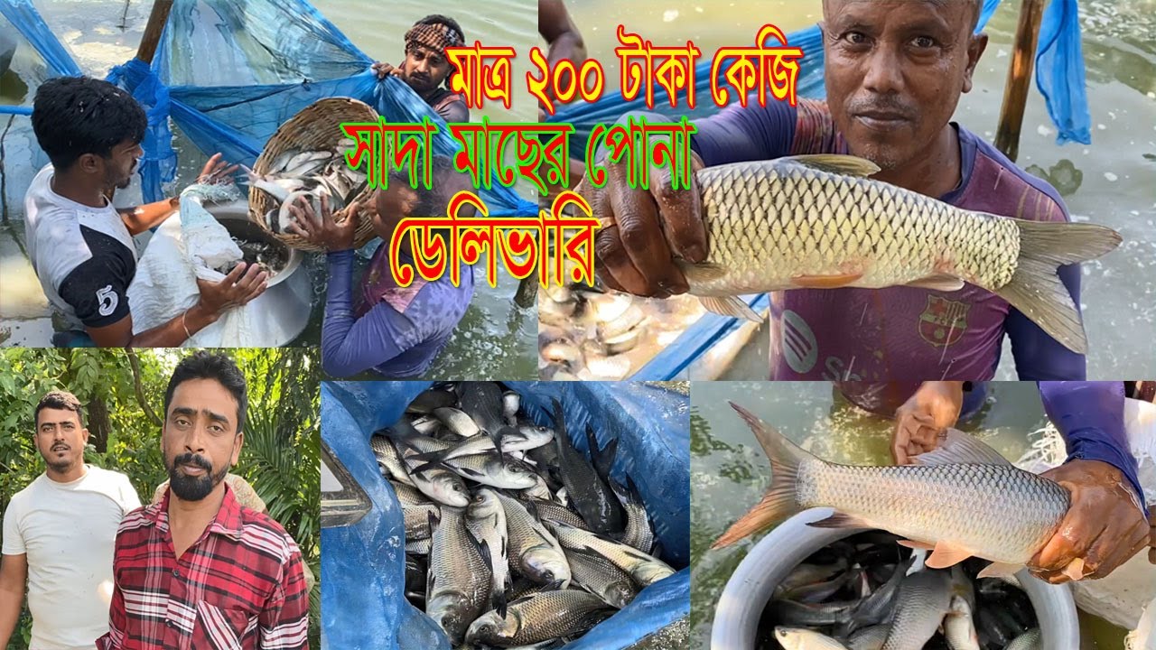 মাত্র ২০০ টাকা কেজি দরে সাদা মাছের পোনা ডেলিভারি সরাসরি পুকুর থেকে।সকল প্রকার সাদা মাছের দাম কত?