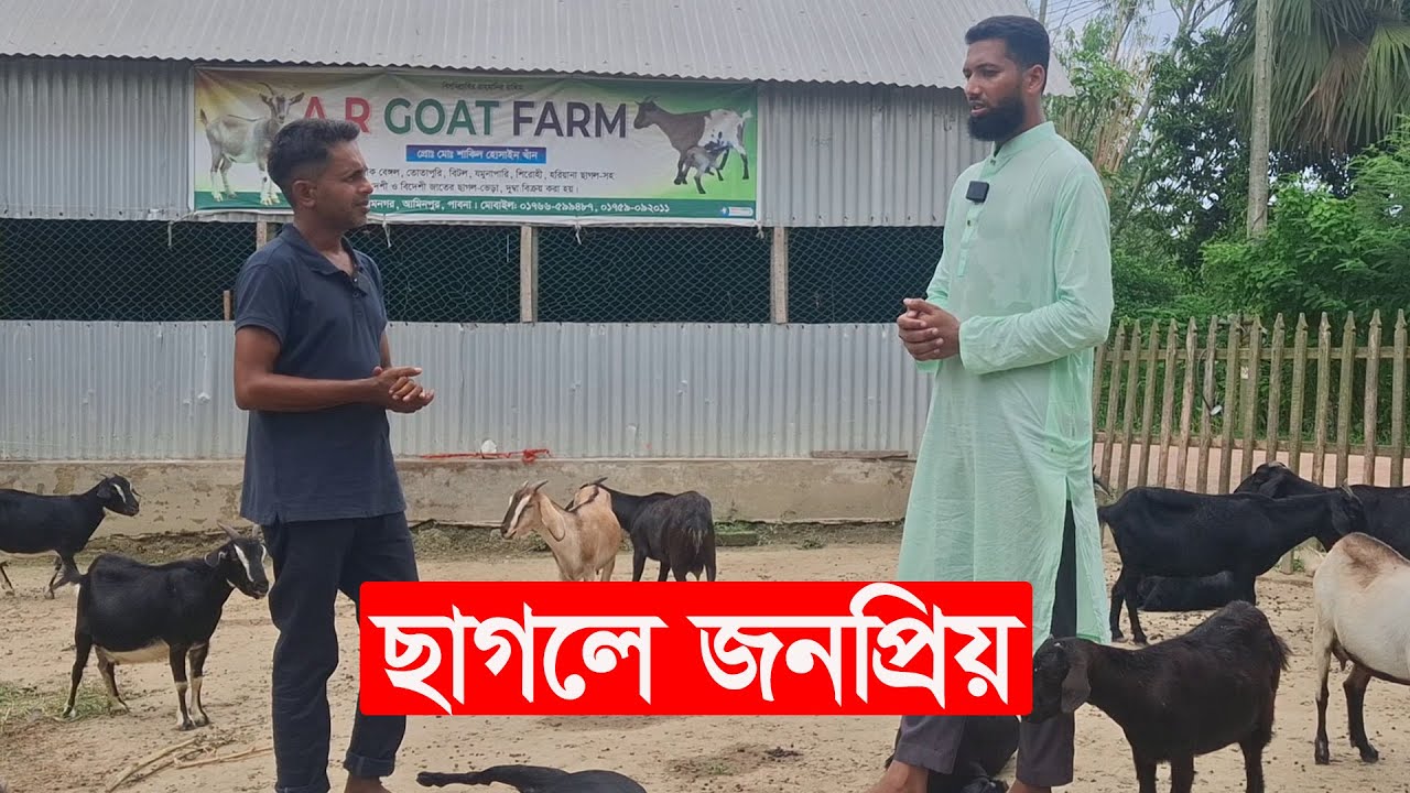 ছাগলের কারণে জনপ্রিয়তা | goat farming | Y Bee - YouTube
