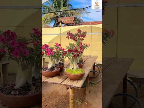 Rare Imported Adenium