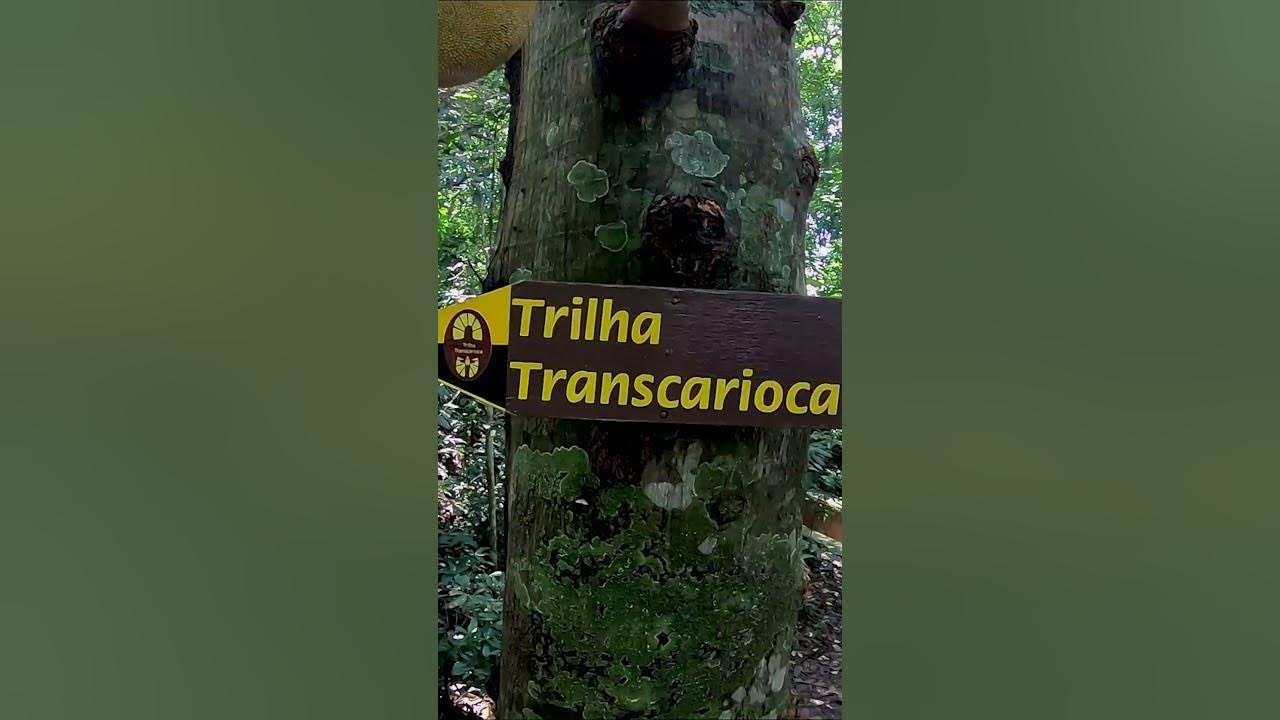 5ª Trilha da Floresta