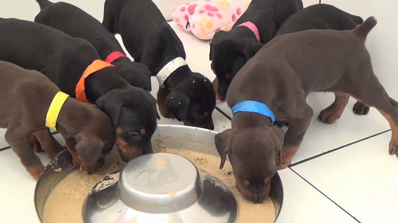 4 week old Doberman puppies eating their first solid food - YouTube.