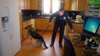 Wilmington Police K9 Axel -  Search Demo