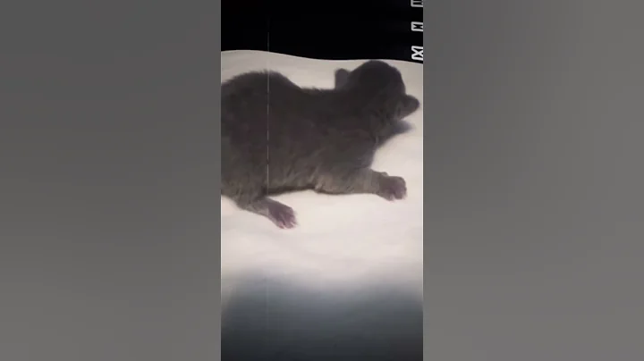 If Someone Whistles…