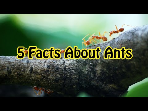 ຂໍ້ເທັດຈິງບາງຢ່າງກ່ຽວກັບມົດ | Ants ຂໍ້...