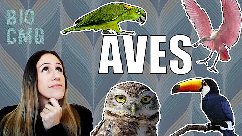 Como se chama as aves?