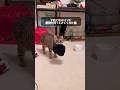 子育てをしてる飼い主に獲物を持ってきてくれたまん丸猫