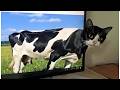 Funniest Dogs and Cats of 2026😼🐶Try Not To Laugh😜 Greatest