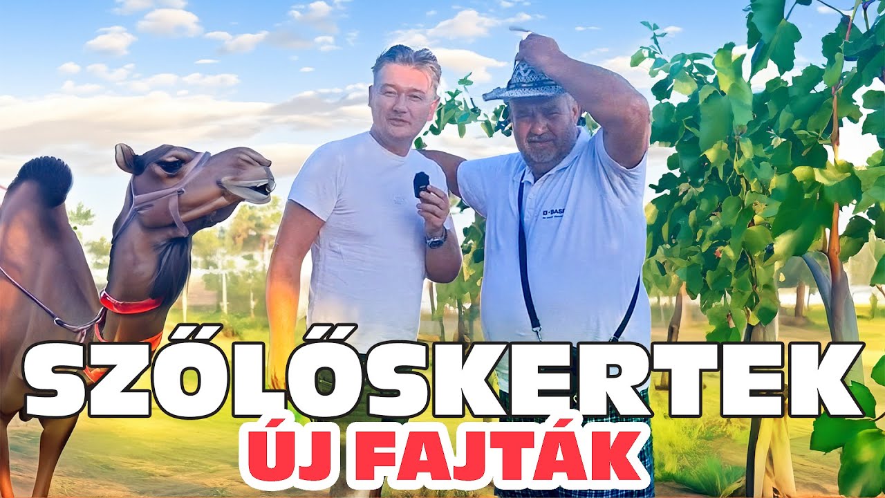 SZŐLŐSKERTEK - Melyik a top 10 legfinomabb fajta 2025-ben? 🍇🔥