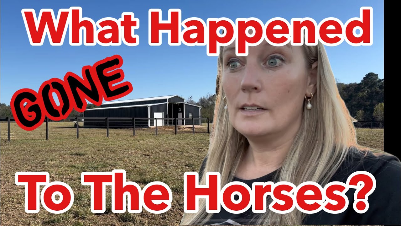 Я дома, а мои лошади пропали?!