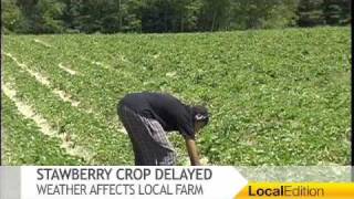 Weather Causes Delays for Strawberry Farm