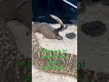 Hewan apa ini #sorotan#realvidi#realviral#pyp#animals #vidiopyp