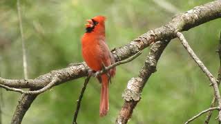 Listen to a Beautiful Male Northern Cardinal's Song