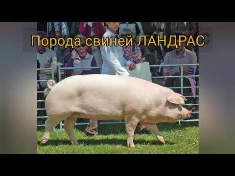 Порода свиней ЛАНДРАС.