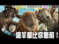 【綿羊偵探團】休傑克曼養的羊教你怎麼抓犯人！【Podcast|吉米|半瓶醋】