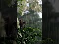 Day (10) Sleep With Rain Sound #heavy #rain #rainsounds #asmr  #sleepmusic #tin #healingrain #rainy