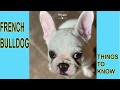 OUR FRENCH BULLDOG DESTROYED OUR HOME! TIPS FOR FULL TIME WORKERS DOG OWNERS