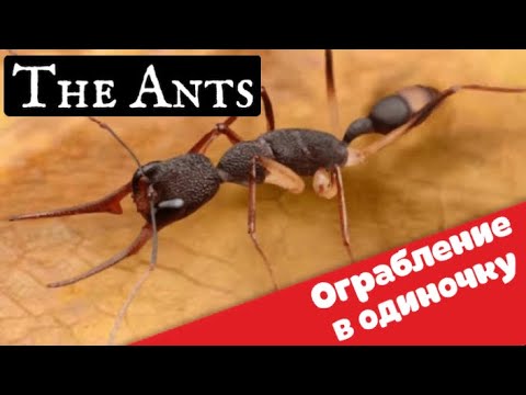 The Ants. Underground kingdom. Муравьи. Как нападать на альянс в одиночку