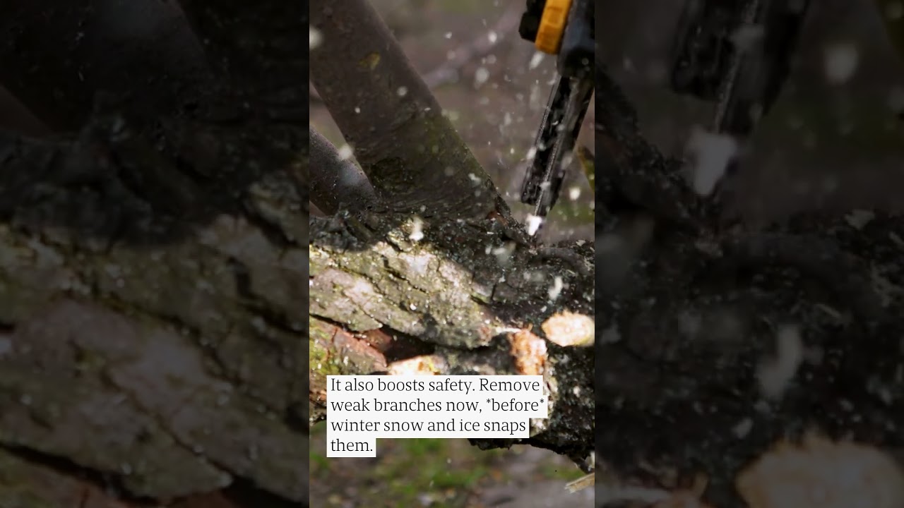 Tree Trimming in Fall: 3 Reasons It's a MUST in NJ 